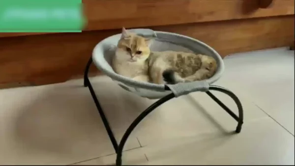 Cat Bed Hammock Bed - Image 12